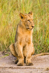 African Lion cub on a dirt road in a South African Game Reserve