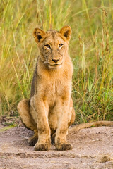 African Lion cub on a dirt road in a South African Game Reserve