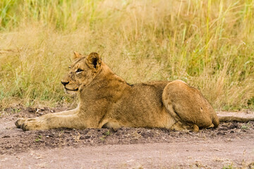 Fototapeta na wymiar African Lion cub on a dirt road in a South African Game Reserve