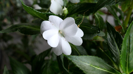 ニューギニアインパチェンス