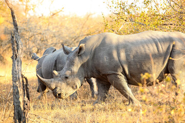 Fototapeta premium African White Rhino in a South African Game Reserve