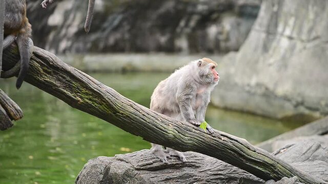Formosan rock macaque sit on the tree. Taipei Zoo. Taiwan.