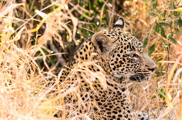 African Leopard lying in long grass