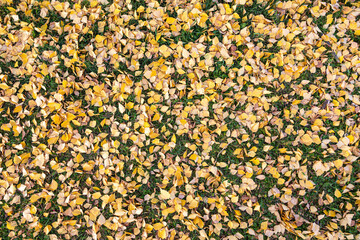 autumn texture