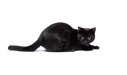 Portrait of a black cat isolated on a white background. Kitten with yellow eyes. Playing domestic pet © sunlike
