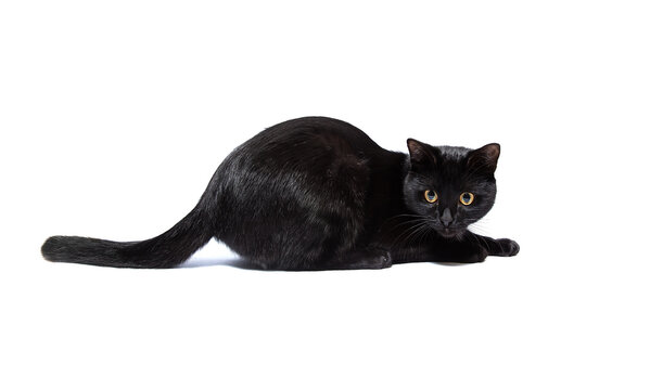 Portrait of a black cat isolated on a white background. Kitten with yellow eyes. Playing domestic pet