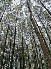 trees in the forest