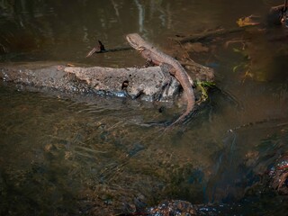 Eastern Water Lizard