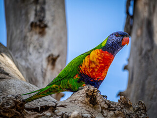 Rainbow Lorikeet Looking Out