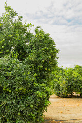 Orange trees with young unripe orange fruits, close up, vertical banner