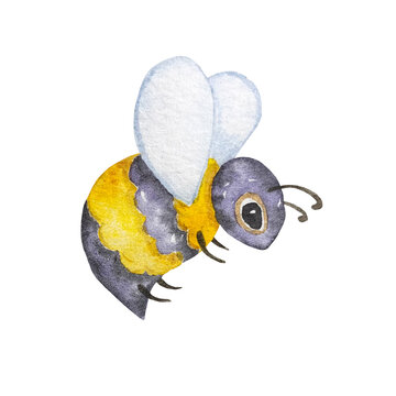 Watercolor bee on white background
