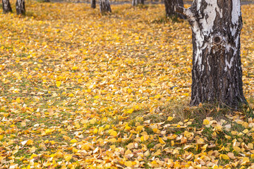 autumn leaves on the ground