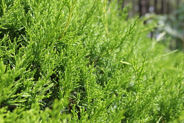 green grass background