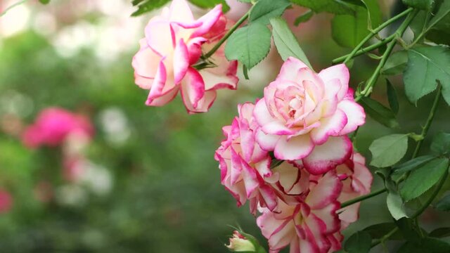 Roses in the garden, Roses are beautiful with a beautiful sunny day 4k.