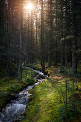 Forest landscape in early sunny morning. Dense forest, small stream, banks overgrown with green grass and moss. Picturesque siberian taiga scene.