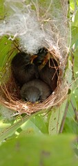 nest