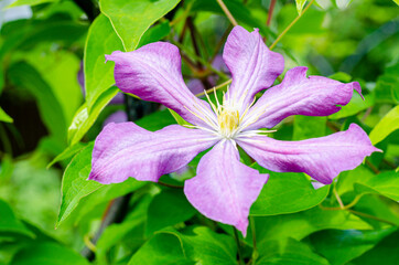 Lilac clematis flowers on background of green bush