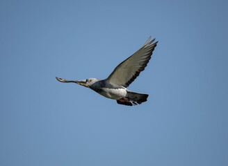 Fototapeta na wymiar pigeon flying through the air