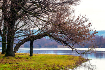 Trees on the river in early spring