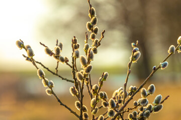 Willow branches with catkins in the forest on a blurred background in the evening soft light