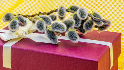 Willow branches with catkins on a gift box