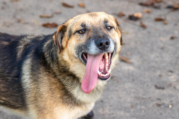 Portrait of a dog with a protruding tongue and a good look