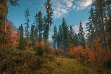 Beautiful autumn morning in the mountain hill spruce forest. Vivid morning in colorful woodland.