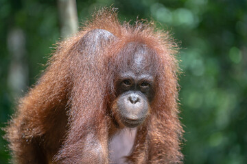 Wild endangered orangutan in the rainforest of island Borneo, Malaysia. Orangutan mounkey in nature