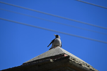 A noisy miner with its head turned