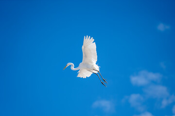 Fototapeta premium Flying white heron on blue sky background