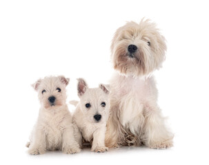 West Highland White Terriers
