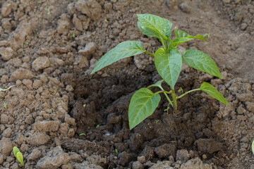 Seedling of a bell pepper growing in the garden.