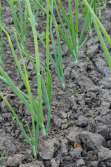 Onion growing on a garden bed in a spring season