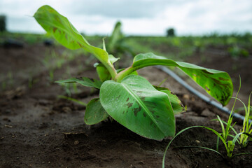 small banana plants are growin