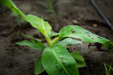 small banana plants are growin