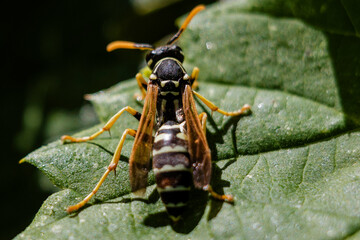 wasp on a leaf
