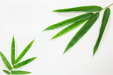 Bamboo leaf on white background, Use texture as backdrop or wallpaper and design other