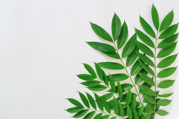 Green leaves   on a white background With copy space