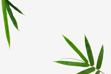 Bamboo leaf on isolated white background, Use texture as backdrop or wallpaper and design other