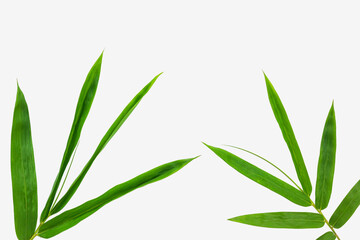 Bamboo leaf on isolated white background, Use texture as backdrop or wallpaper and design other