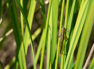 Locusts in the rice ears
