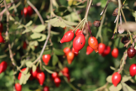 Close-up of red ripe dog-rose berries.  Rosa canina fruits. Wild rose hips on bush in nature