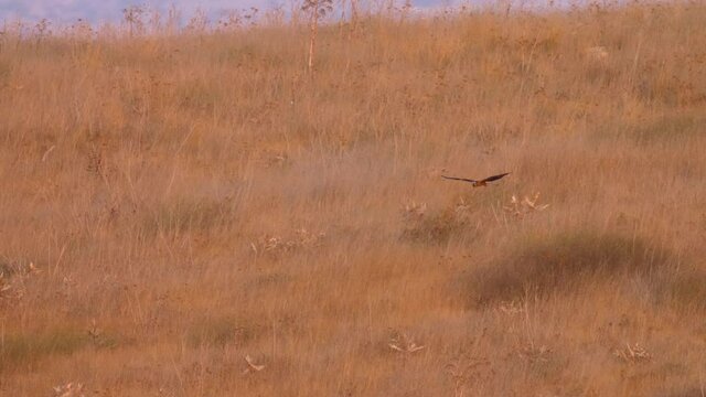Isabelline wheatear on burnt field
Medium shot Judea plains, Israel

