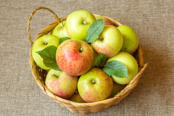 Ripe green-pink apples in a basket on a linen cloth. Farming harvest season