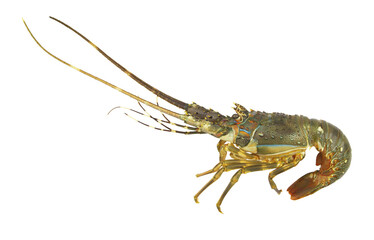 Fresh spiny lobster isolated on white background, Palinurus vulgaris