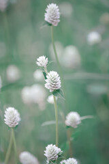 Gomphrena celosioides in the garden