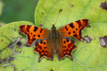 Obraz premium Polygonia egea butterfly on a green leaf. Orange and brown Southern Comma butterfly 