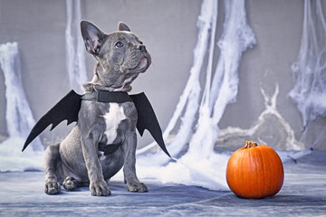 French Bulldog dog wearing halloween bat costume wings sitting next to pumpkin in front of gray...
