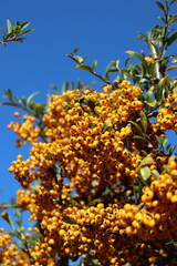 Fototapeta na wymiar Close-up of Pyracantha or Firethorn hedge with yellow berries on branches in the garden on autumn season