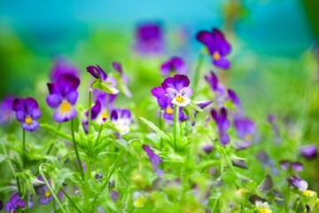 公園の花壇などには欠かせないビオラは、涼やかですっきりした印象を与えるグラジオラスになります